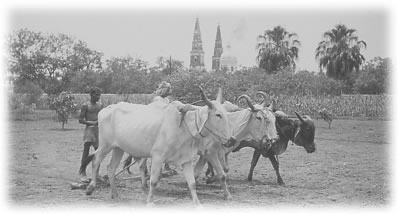 Working in the fields with the Basilica in the background